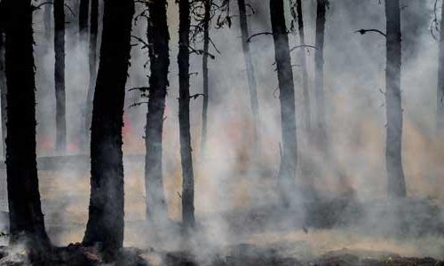 Smoke rising from the forest floor